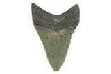 Serrated, Colorful, Fossil Megalodon Tooth - Georgia #338784-1